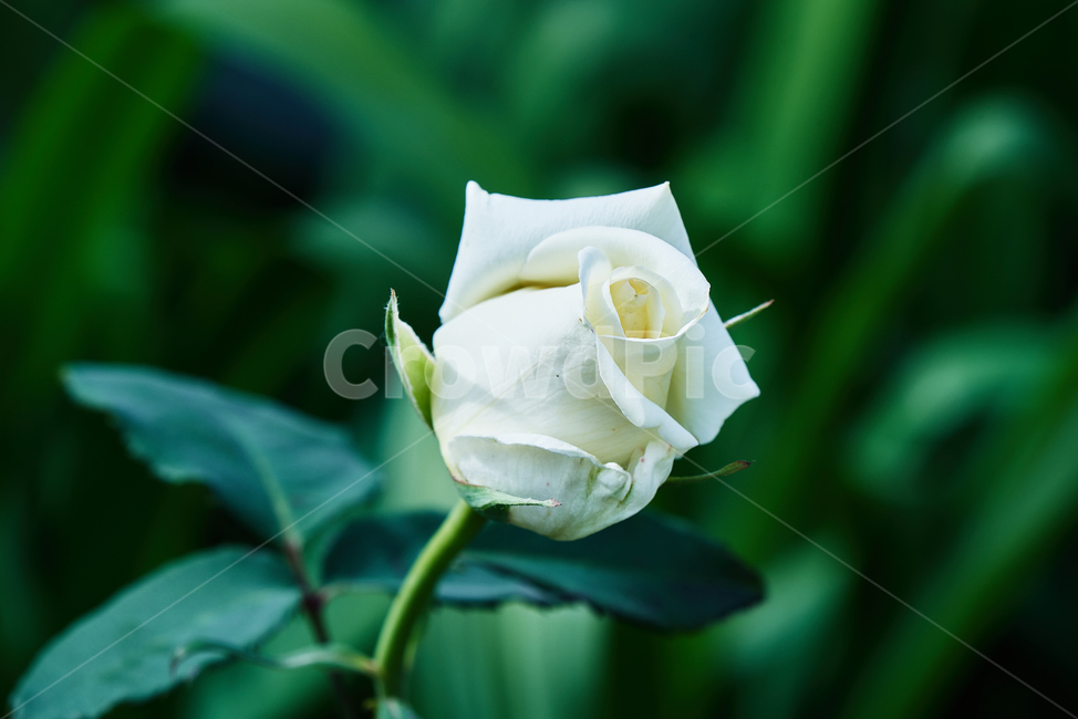 꽃,자연,식물,봄꽃,장미,하얀장미,청순한,식물,자연,plants,nature,꽃,flower