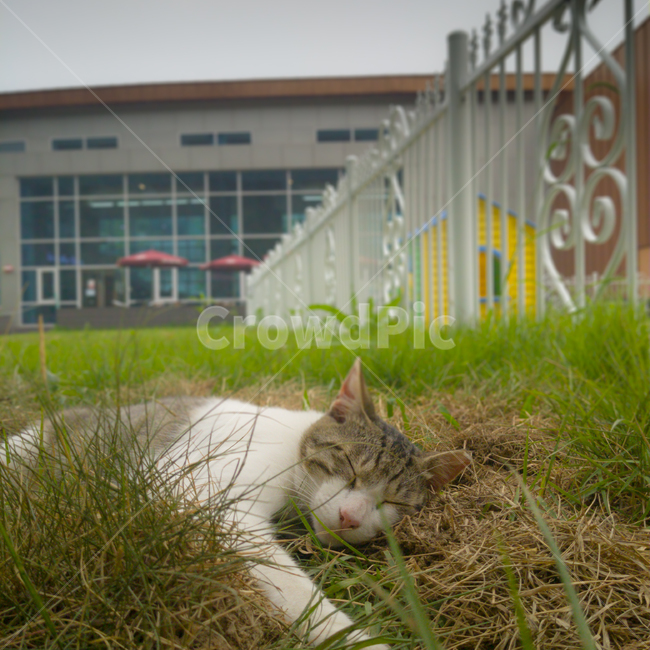 고양이,동물,길고양이,cat,잔디,sleep,낮잠,grass