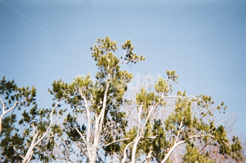 나무,식물,자연,소나무,백송,초록,tree,plant,plants,green,sky,하늘,nature,상록수,evergreen,evergreentree,pine,white,흰색,하얀색,이국적인,식물,자연,plants,nature,나무,trees,wood,감성,sensible,feeling
