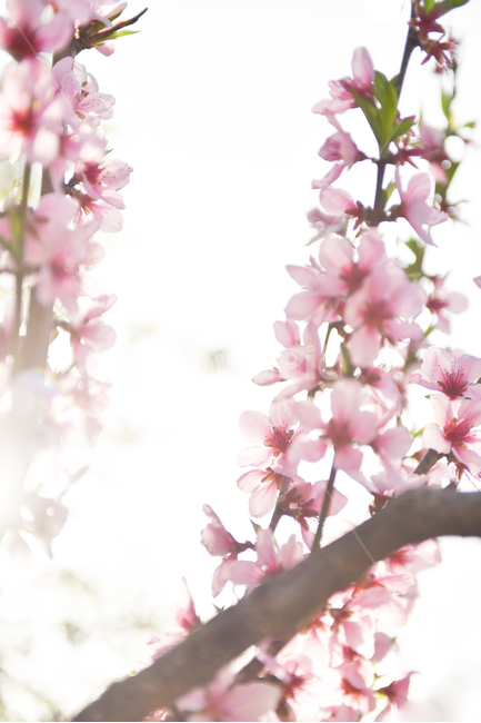 봄,복숭아꽃,꽃,벗꽃,분홍꽃,봄,계절,spring,season,식물,자연,plants,nature,꽃,flower,plant,blossom