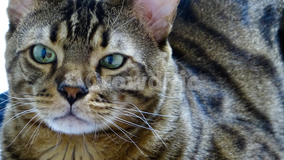 포유류,pet,애완동물,cat,고양이,뱅갈,동물,animal,포유류,mammal,고양이,cat,kitten,kitty