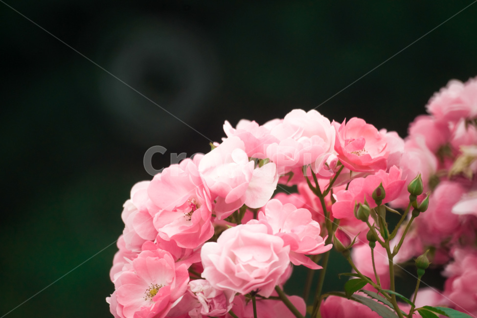 장미,꽃,flower,flowers,rose,꽃밭,자연,식물,nature,plant,plants,꽃잎,장미꽃,식물,자연,plants,nature,꽃,flower