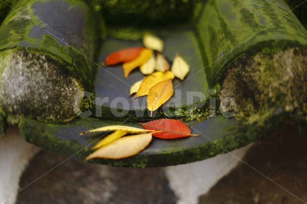 가을,낙엽,감성,분위기,fall,autumn,가을,계절,fall,autumn,season,한국전통,한국문화,korean traditional,korean culture,건축물,건물외관,exterior,building,structure,architecture,construction,plant,식물,leaf,잎