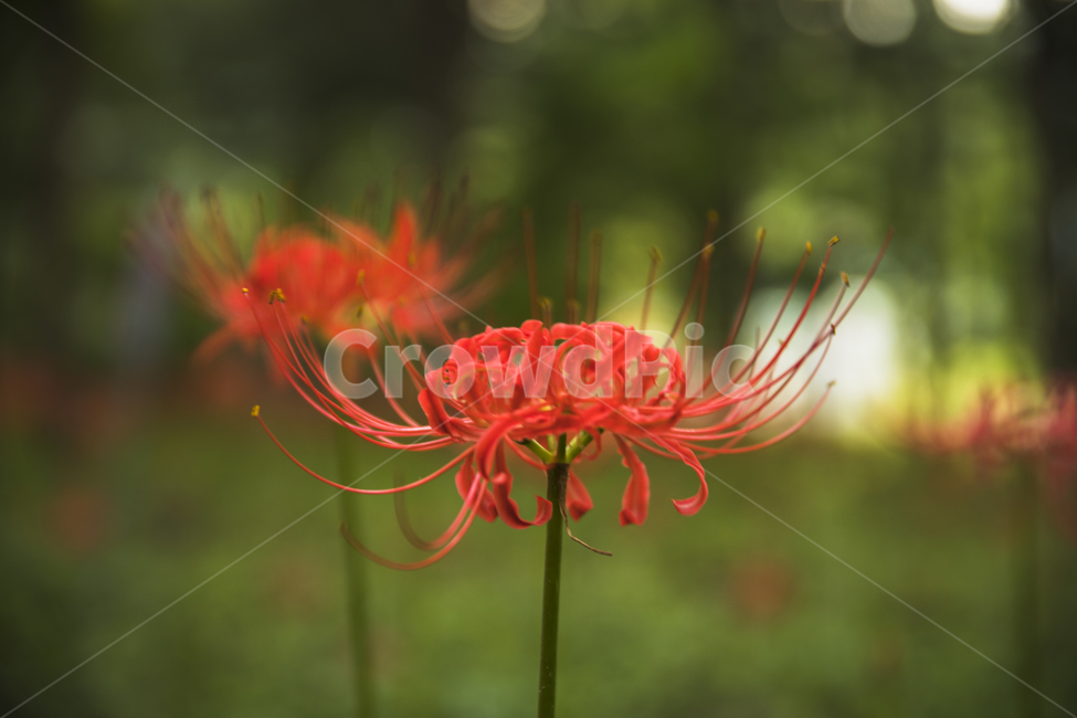 plant,식물,상사화,꽃무릇,김천,직지사,꽃,식물,자연,plants,nature,꽃,flower
