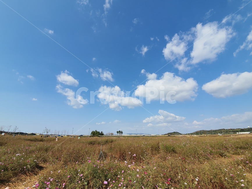 하늘,구름,들판,코스모스,꽃,자연,풍경,공원,맑음,nature,outdoors,들,field,옥외