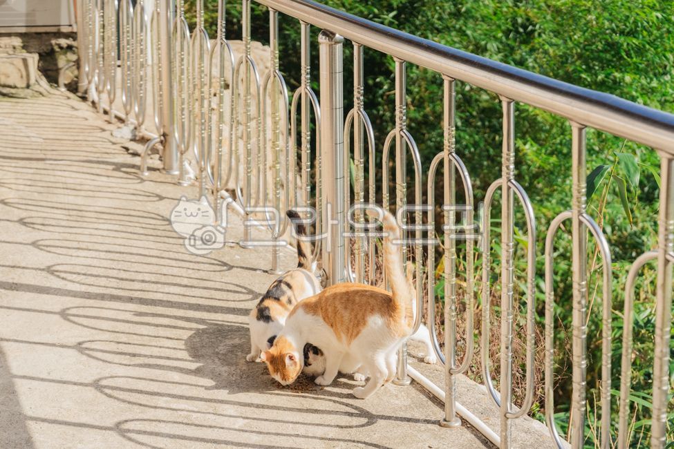 시골고양이,고양이,cat,동물,한국고양이
