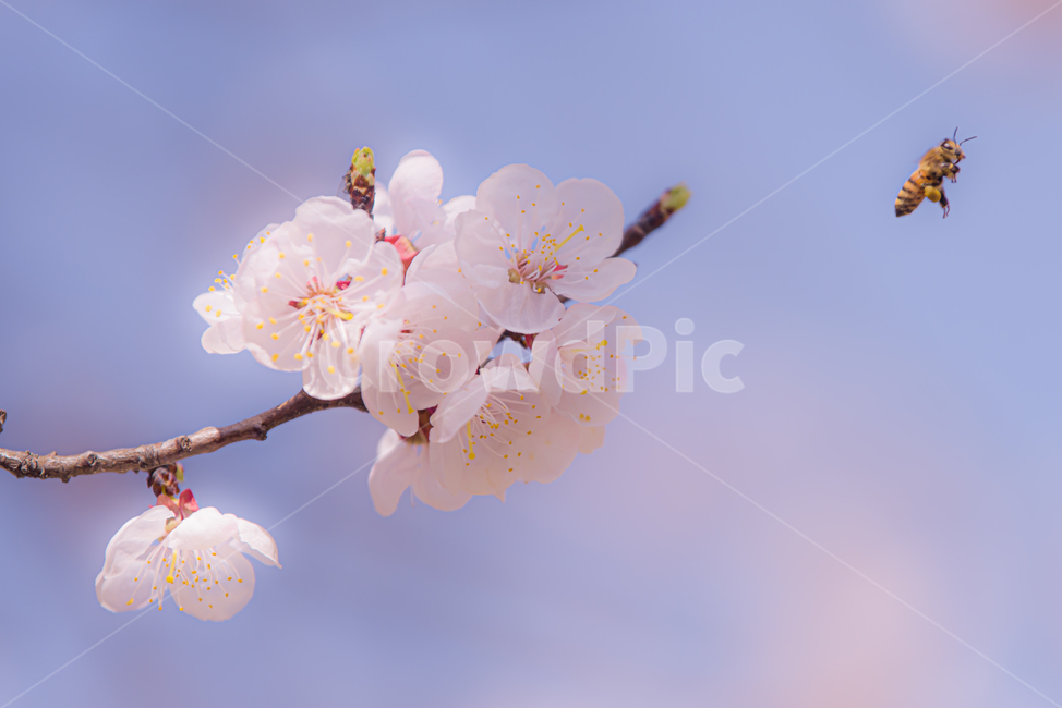 벗꽃,봄,꿀벌,말벌,봄꽃,봄,계절,spring,season