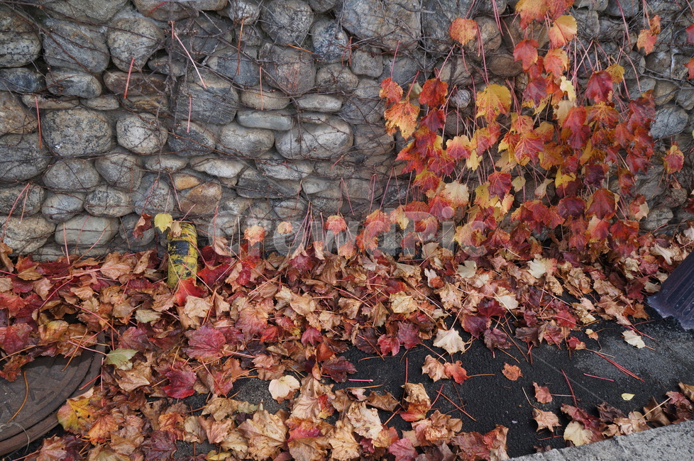 담쟁이넝쿨,담쟁이덩굴,덩굴식물,가을,단풍,담벼락,식물,만추,autumn,fall,넌출성식물,기어오르다,아이비,ivy,가을,계절,fall,autumn,season,leaf,잎,plant,tree,나무