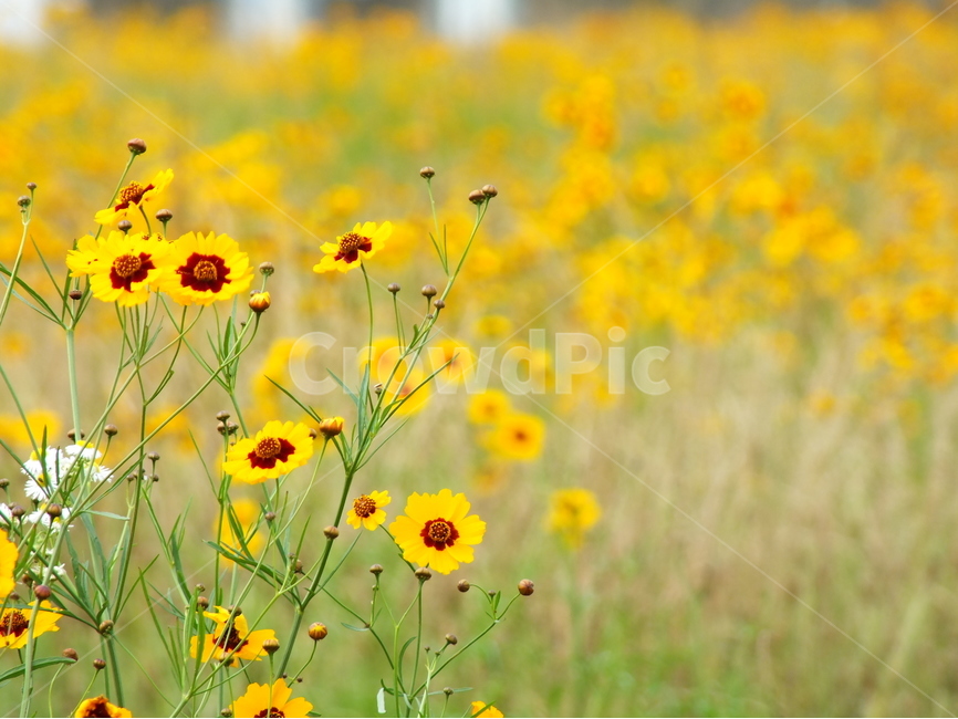 가을,노란꽃,금계국,기생초,꽃밭,식물,자연,plants,nature,꽃,flower