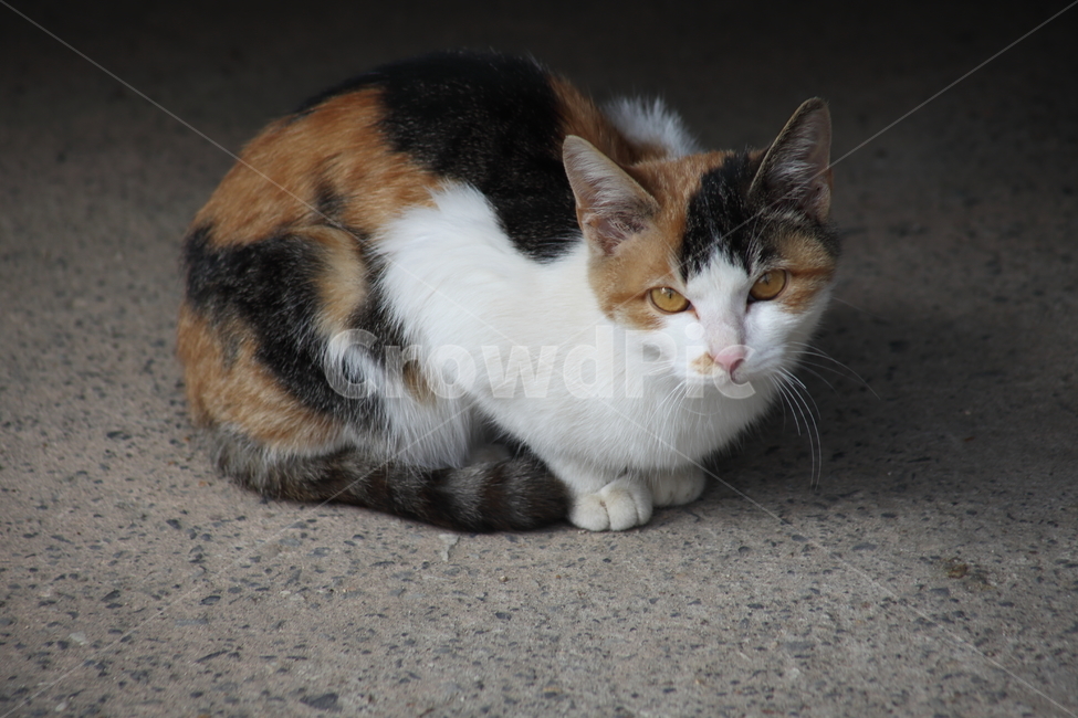 animal,동물,pet,애완동물,고양이,동물,animal,포유류,mammal,고양이,cat,kitten,kitty