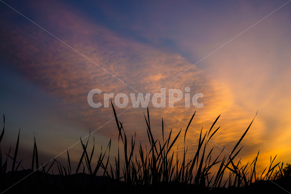 석양,노을,해넘이,하늘,풍경,자연,풀잎,자연,풍경,nature,landscape,grass,잔디,plant,식물