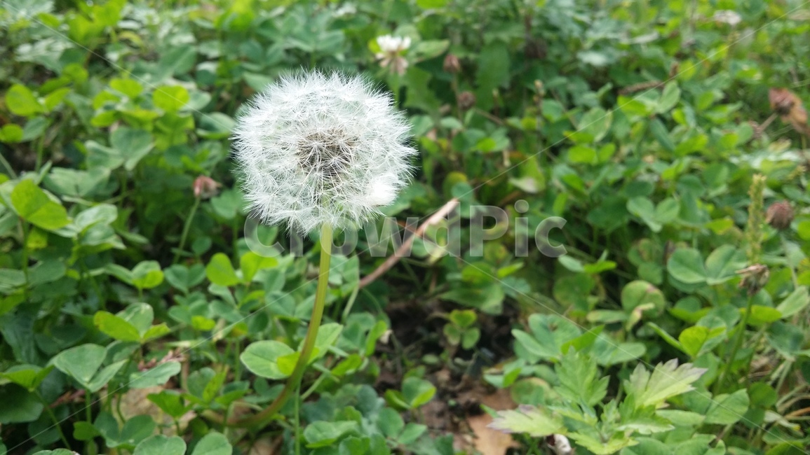 민들레,여름,초록,들꽃,풀,식물,자연,plants,nature,꽃,flower
