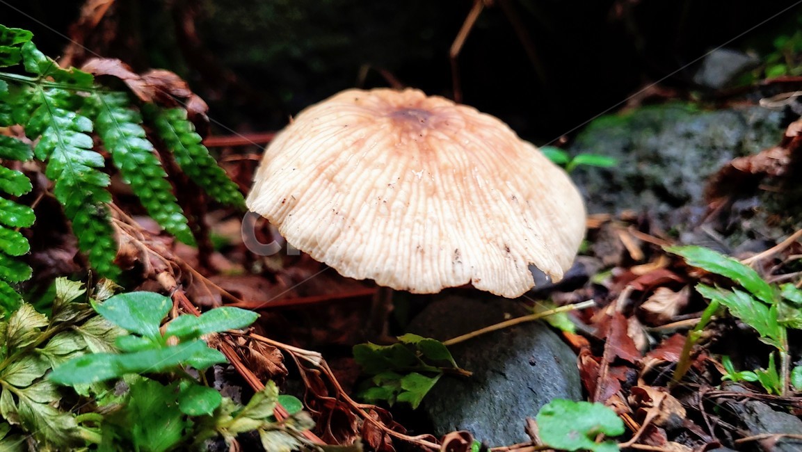 버섯,mushroom,afieldmushroom,제주숲,자연,nature,forest,phosphorusplant,버섯,mushroom