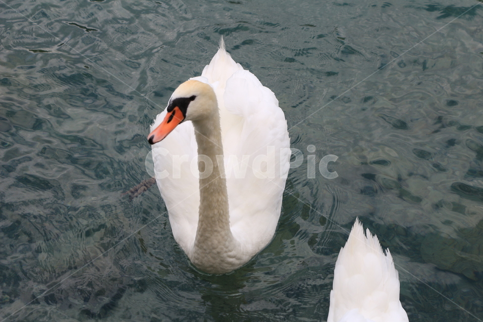 백조,오리,호수,물,흰새,동물,animal,조류,새,birds
