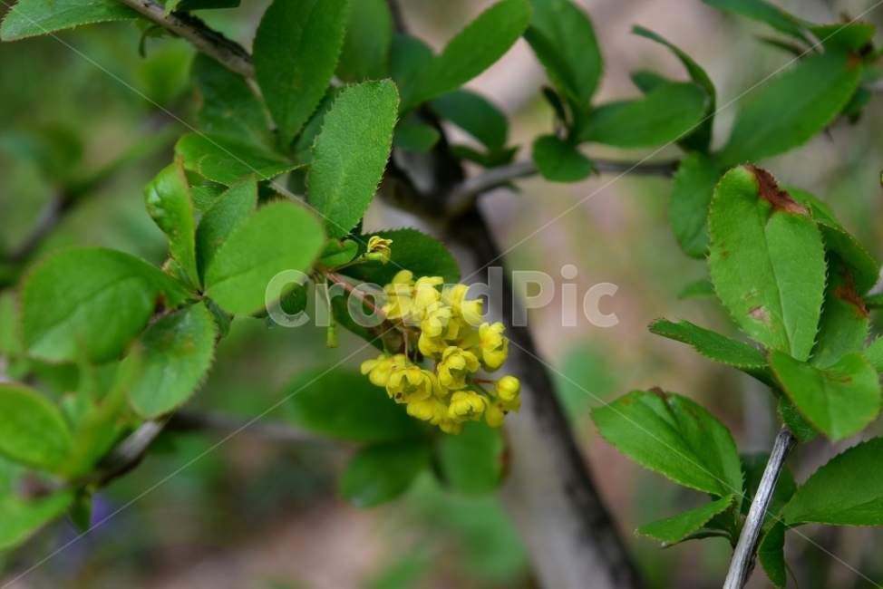 매발톱나무,야생화,꽃,생태,식물,자연,들꽃,산꽃,봄,감성,힐링,플라워,계절,시즌,wild,Flower,plants,nature,spring,season,배경,나무,목본,노란색,가시,식물,자연,plants,nature,꽃,flower