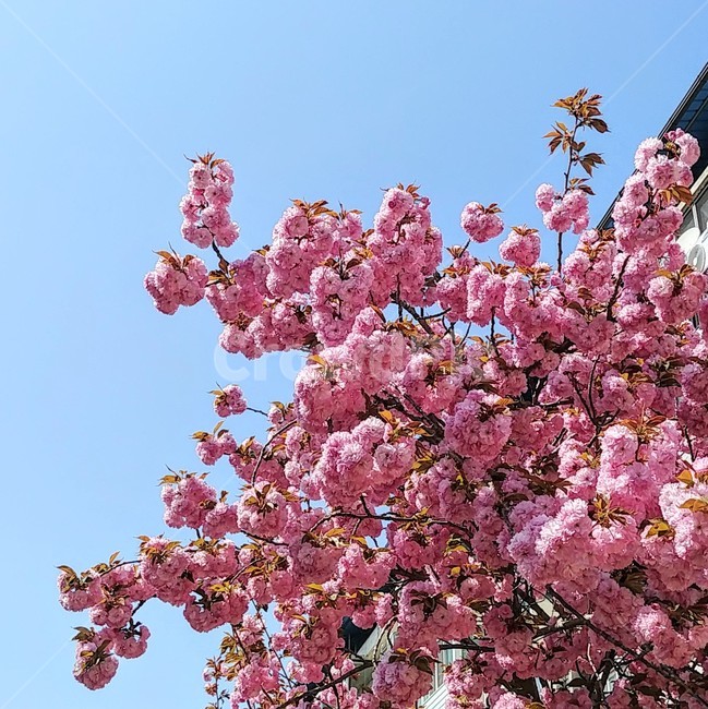 벚꽃,겹벚꽃,분홍벚꽃,꽃,봄