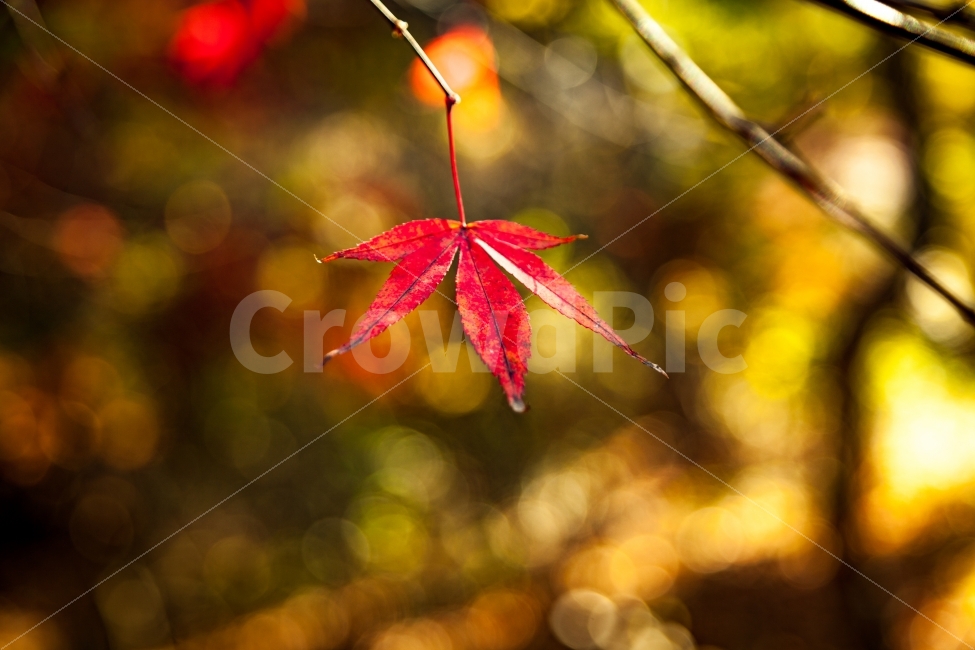 단풍,단풍잎,한잎,계절,가을,여행,아름다움,배경,적색,칼라,이미지,nature,season,leaf,red,autumn,beautiful,background,fall,tree,orange,maple,color,pattern,plant,image,texture,design,textured,closeup,beauty,golden,가을,계절,fall,autumn,season,식물,자연,plants,nature,감성,sensible,feeling,잎,나무