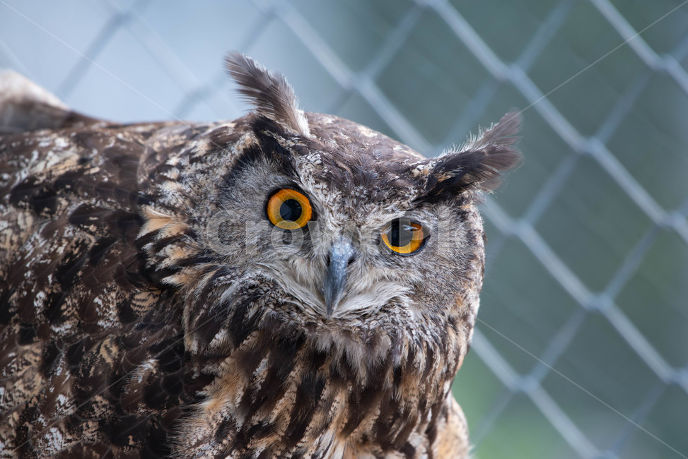 맹금,부엉이,조류,동물,동물원,시선,눈동자,bird,animal,zoo,owl,동물,animal,조류,새,birds
