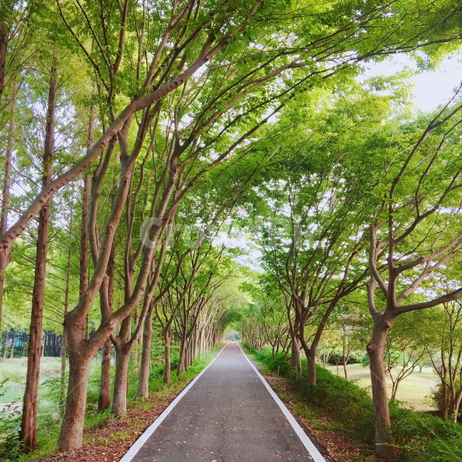 길,나무,자연,tree,초록색