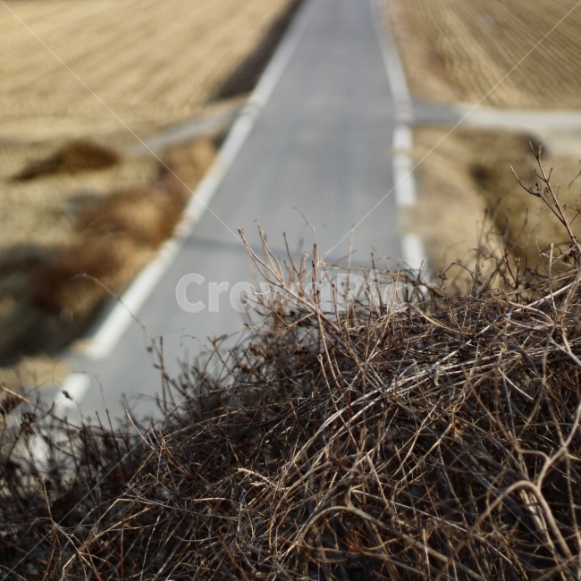 시골,길,시골길,시골풍경,road,시골,마을,풍경,landscape,country,rural,town