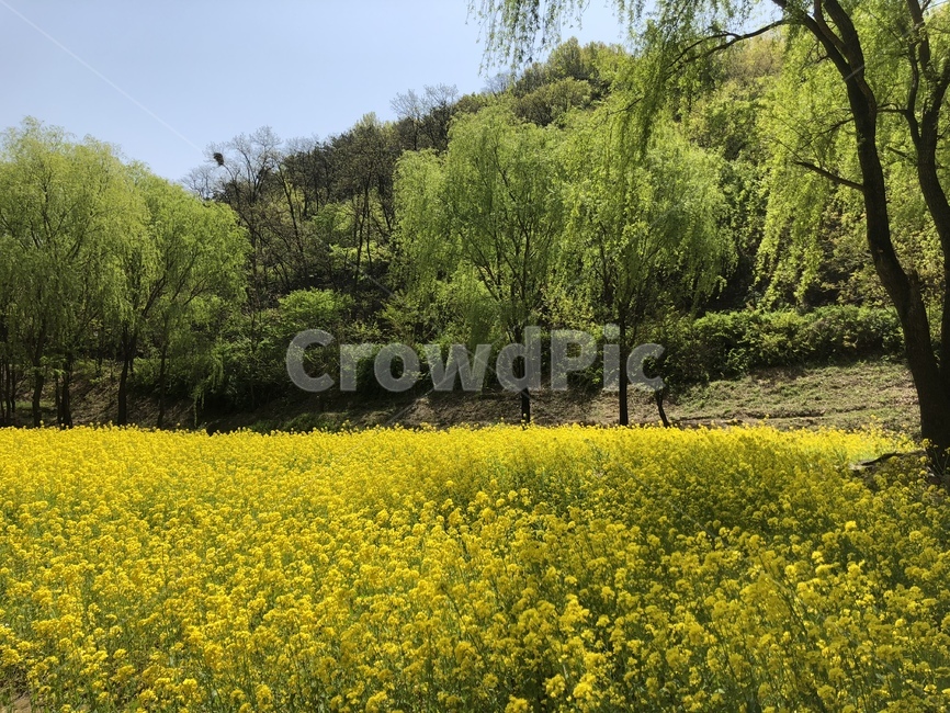 자연,풍경,나무,꽃밭,유채꽃,식물,자연,plants,nature,꽃,flower