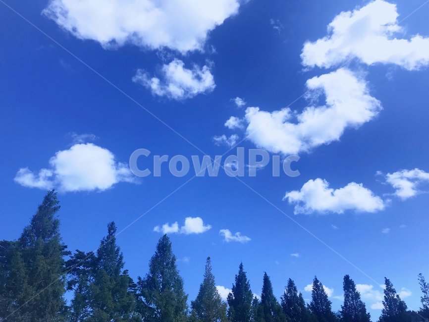자연,맑음,힐링,봄,날씨,화창,구름,주말,한가로움,여유,자연,풍경,nature,landscape,outdoors,옥외,plant,식물,tree,나무,sky,하늘,azure sky,푸른 하늘