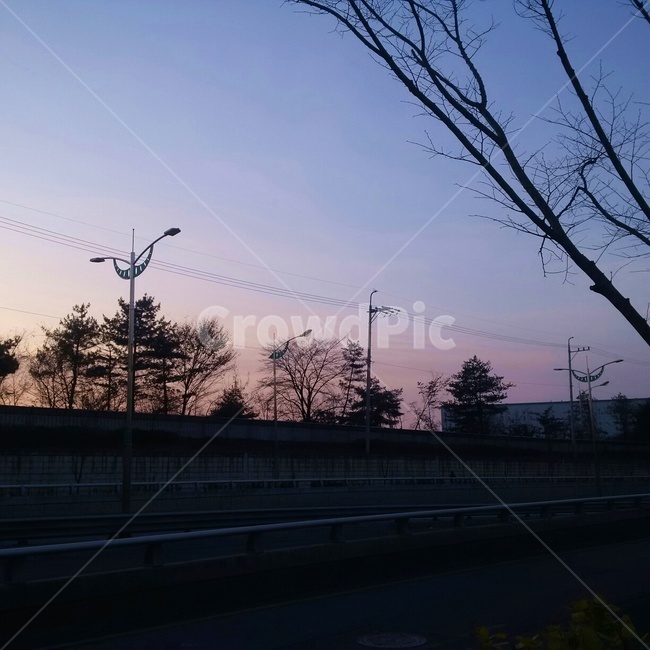 하늘,새벽,나무,가로등,분홍,새벽하늘,분홍하늘