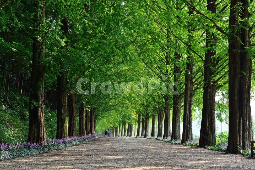 plant,식물,tree,나무,vegetation,초목,path,통로,outdoors,옥외,grove,작은숲,nature,자연,담양,메타길,메타스콰이어길,맥문동,맥문동길,여름,계절,숲길