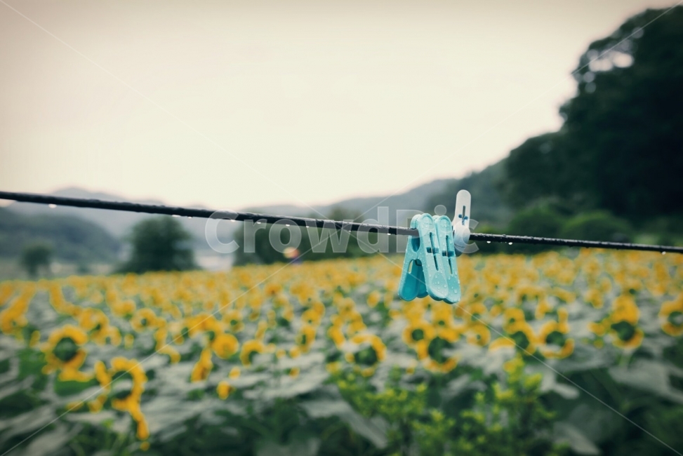 해바라기,가을,비,빨래줄,빨래집게,감성,sensible,feeling,비,비오는날,rain,rainy