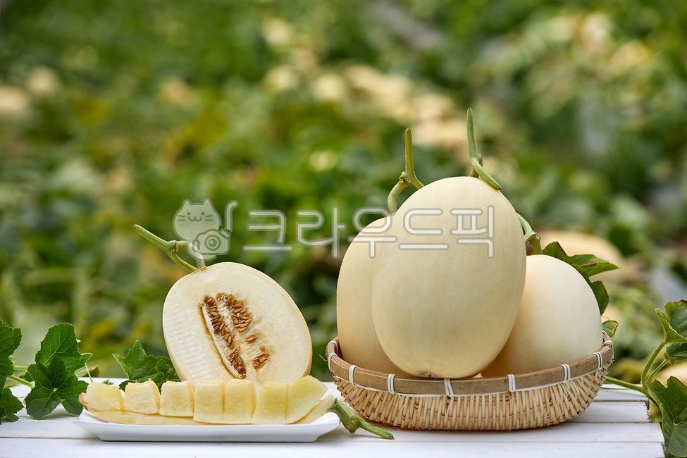 Cheonan Susin Melon,susinmelon,fruit,crops,agriculture,harvesting,white,Agriculture,melon,harvest,Fruit,cheonansusinmelon,food ingredients,leaf,food,cultivation,housemelon,White,culture,plant,house melon,stem