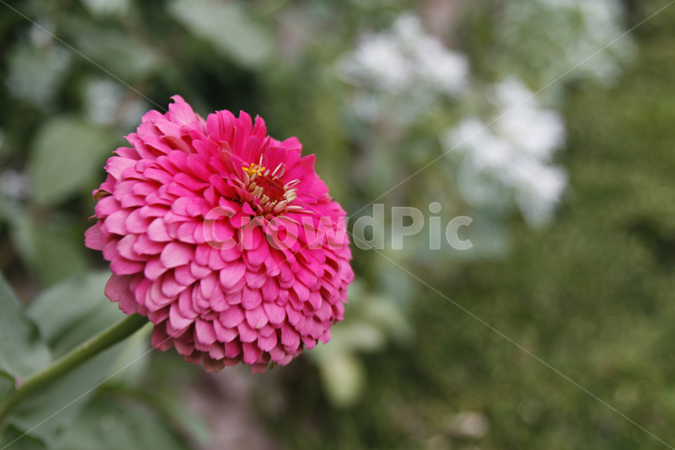 천일홍,꽃,여름,식물,분홍,식물,자연,plants,nature,꽃,flower