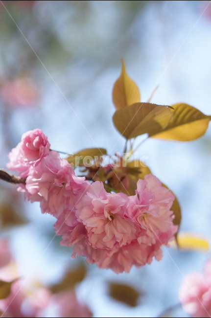 겹벚꽃,왕벚꽃,핑크,봄,하늘,풍경,봄,계절,spring,season,식물,자연,plants,nature,꽃,flower,plant,blossom