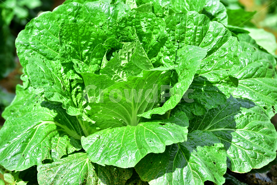 배추,배추잎,채소,김장배추,배추밭,배추농사,식물,야채,vegetable,cabbage,식물,자연,plants,nature