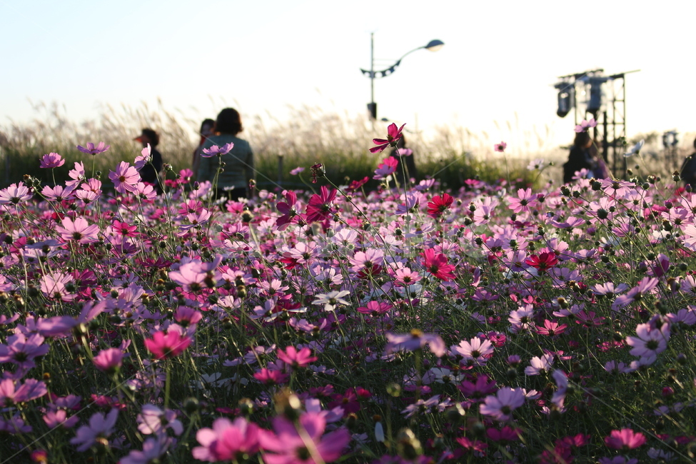 꽃,코스모스,가을,자연,감성,하늘공원,꽃밭,풍경,초원,풀,식물,nature,landscape,flower