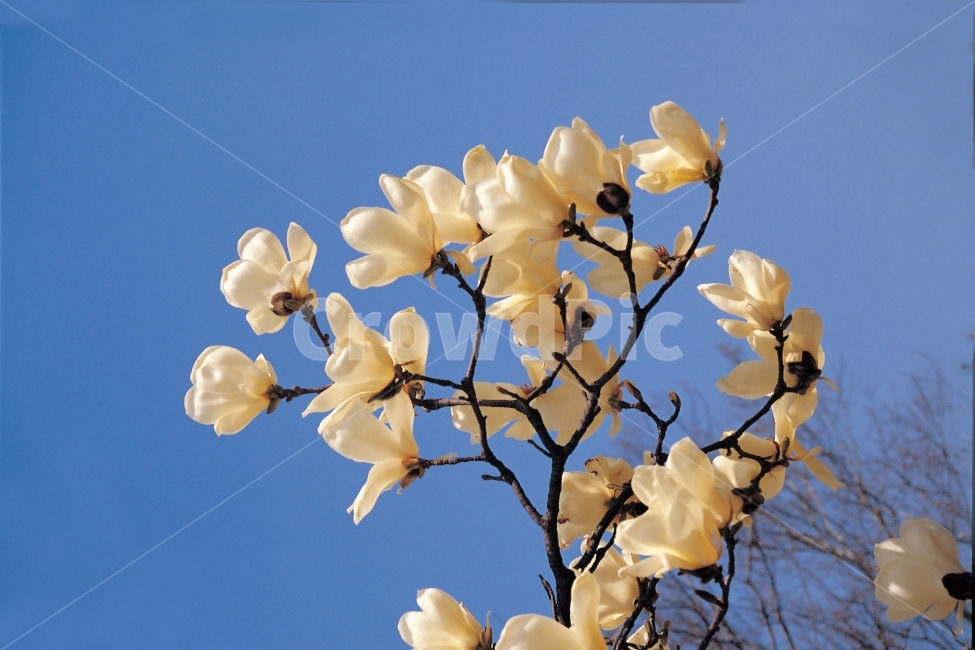 꽃,식물,하늘,파란,흰색꽃,나뭇가지,꽃잎,배경,우아한,봄,계절,spring,season,식물,자연,plants,nature,꽃,flower,plant,petal,blossom