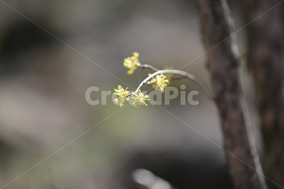 봄,산수유,하동,꽃,축제,봄,계절,spring,season,식물,자연,plants,nature,꽃,flower,plant,blossom