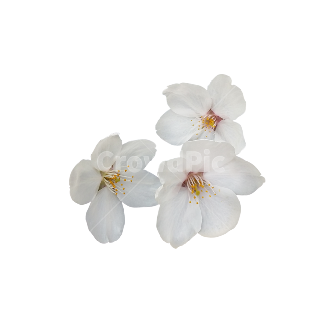 누끼,벚나무,벚꽃,꽃,꽃송이,plant,식물,blossom,flower,누끼,remove background