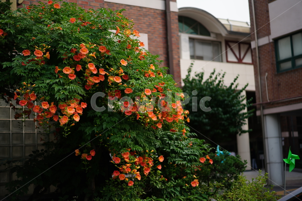꽃,능소화,색감,컬러,식물,생물,플라워,flower,주황,생명