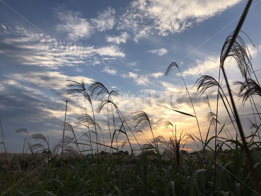 grass,잔디,식물,lawn,억새,억새축제,공원,노을,풍경,갈대