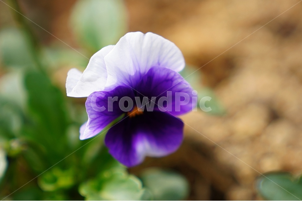 꽃,봄,향기,보케,아웃포커싱,봄,계절,spring,season,식물,자연,plants,nature,꽃,flower,plant,geranium,제라늄,blossom