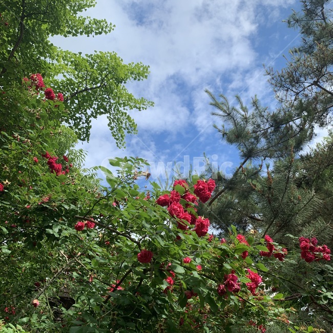 장미,하늘,풍경,나무,꽃,rose,tree,구름