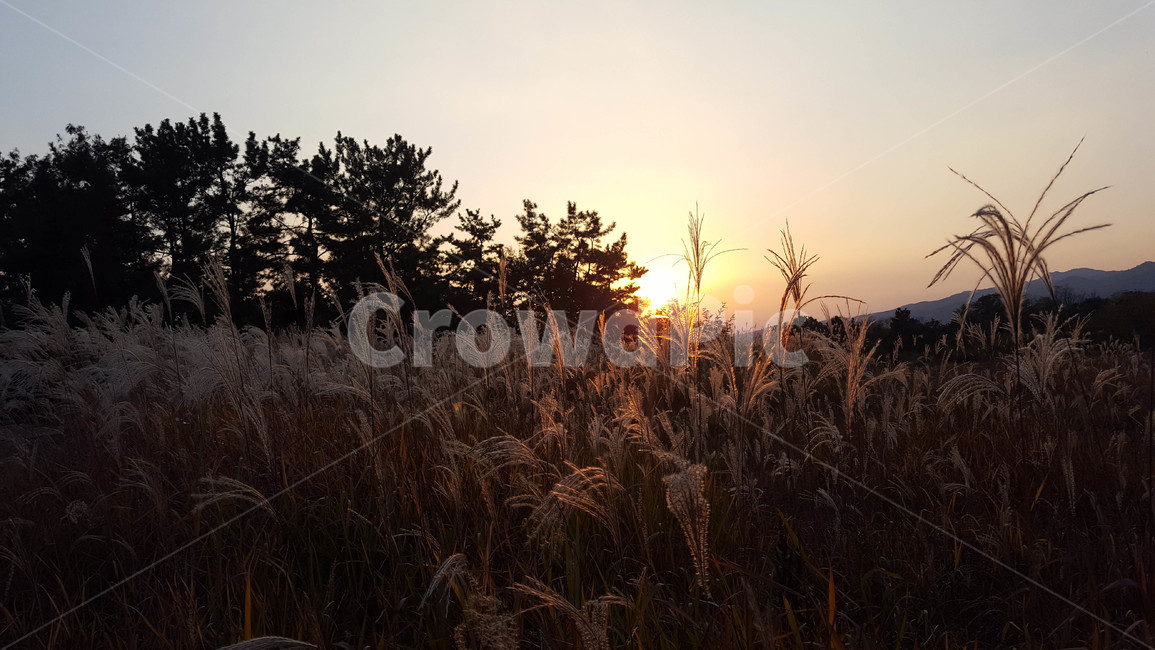 가을,갈대,하늘,노을,sunset,가을,계절,fall,autumn,season,자연,풍경,nature,landscape,grass,잔디,plant,식물,lawn,reed