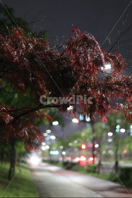 야경,홍공작나무,불빛,비,동네,봄,야경,밤,풍경,nightscape,night,landscape,식물,자연,plants,nature,tree,나무,plant,leaf,잎