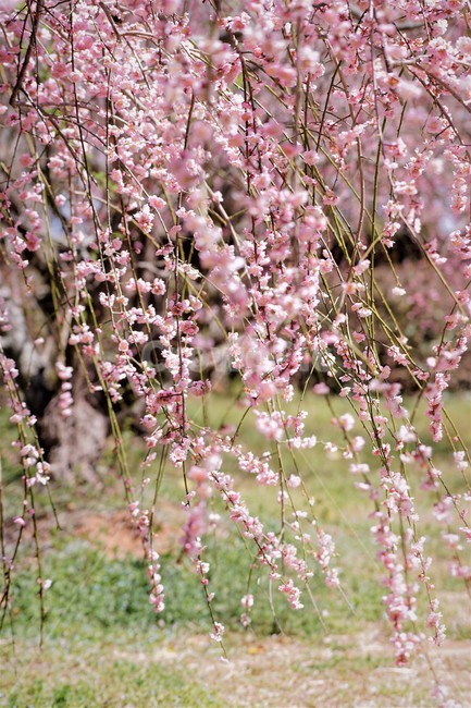 봄,꽃,매화꽃,자연,식물,나무,핑크,따뜻함,계절,nature,spring,season,tree,pink,flower,봄,계절,spring,season,꽃,flower,plant,blossom,cherry blossom,벚꽃