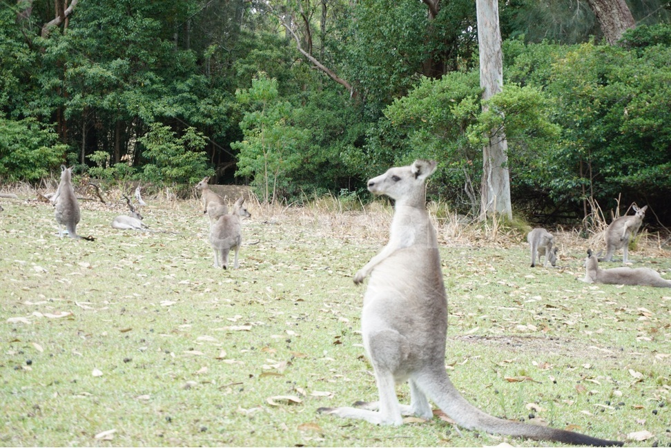 야생,호주,자연,캥거루,동물,wild,australia,nautre,animal,kangaroo,동물,animal,포유류,mammal