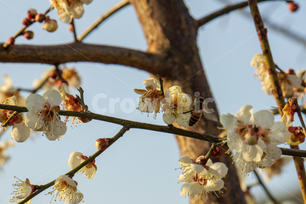 꽃,봄,흰꽃,나무,매화,매화꽃,꿀벌,봄,계절,spring,season,식물,자연,plants,nature,꽃,flower,plant