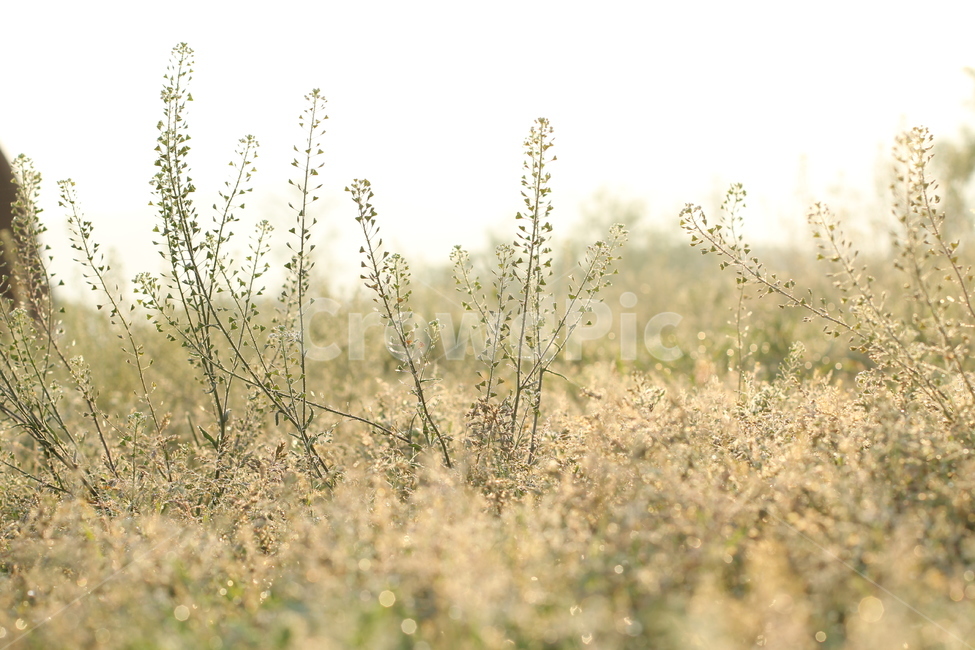 새벽서리,서리,frost,dawn,아침이슬,밤이슬,눈결정,이슬결정,안개,들풀,들판,잡초,들판풍경,풍경,자연풍경,nature