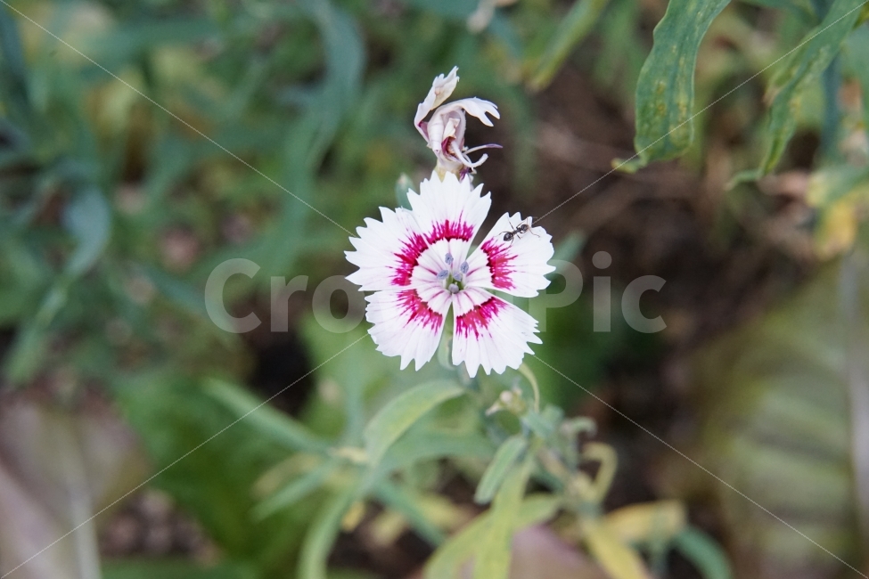꽃,플라워,개미,곤충,식물,생명,꽃잎,벌레,자연,느낌,화사,신비,식물,자연,plants,nature,꽃,flower,동물,animal,곤충,벌레,insect,bug