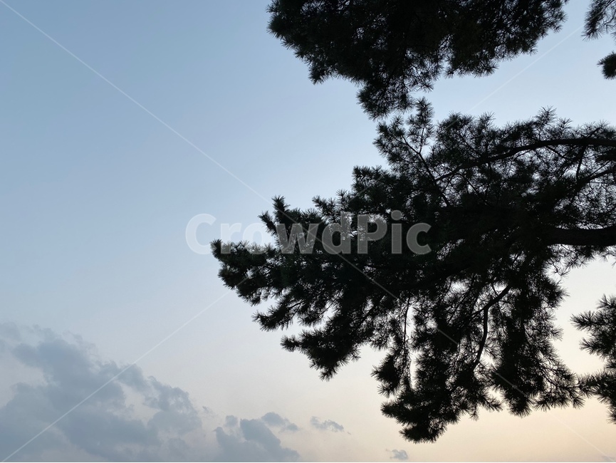 tree,나무,plant,식물,하늘,노을,소나무