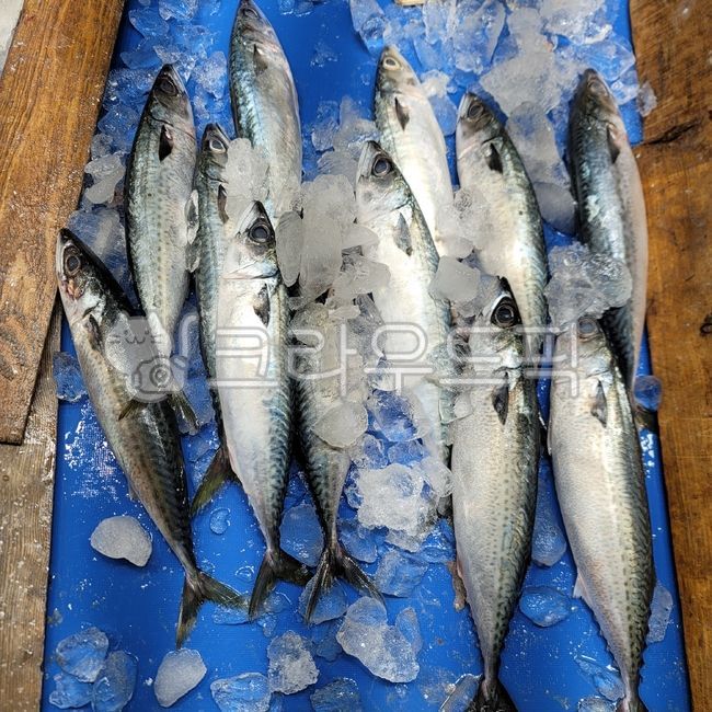 생선,고등어,수산물,해산물,바다생선,바다물고기,mackerel